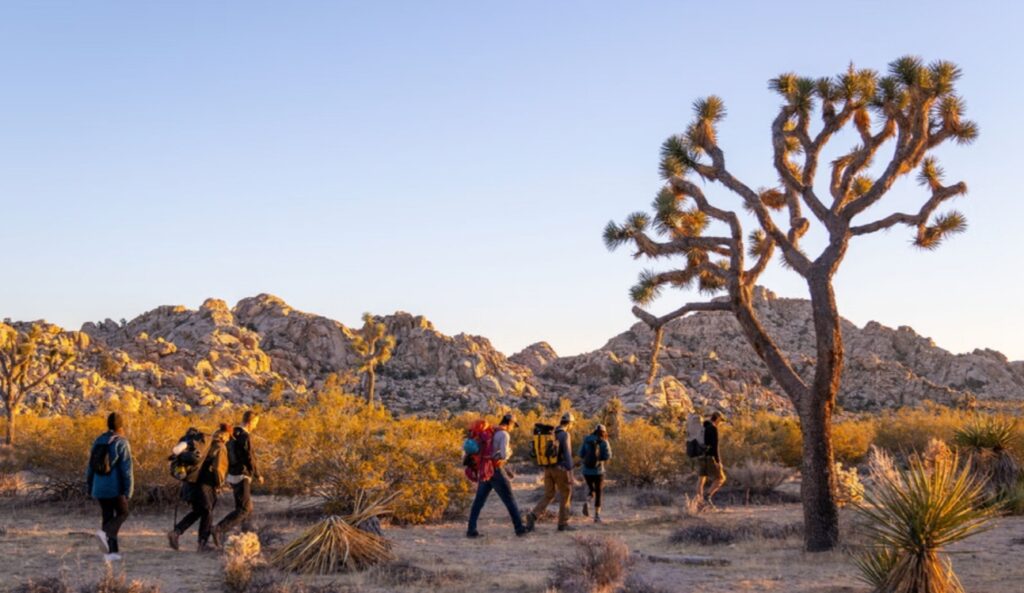 조슈아 트리 숲 (Joshua Tree Groves)